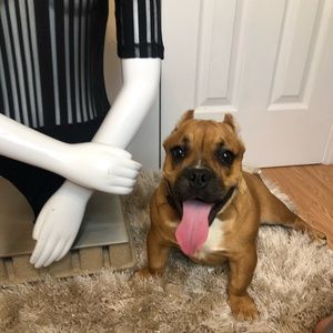 Meet my fur baby pepper 🌶🐾